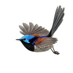 Variegated Fairywren, in flight
