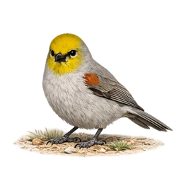 Verdin