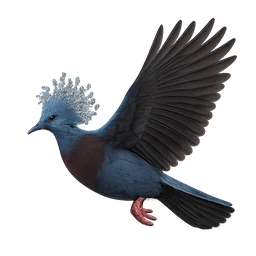 Victoria Crowned Pigeon, in flight
