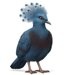 Victoria Crowned Pigeon