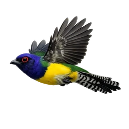 Violaceous Trogon, in flight