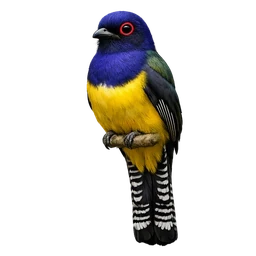 Violaceous Trogon