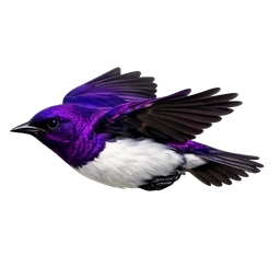 Violet-backed Starling, in flight