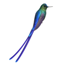 Violet-tailed Sylph