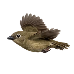 Vogelkop Bowerbird, in flight