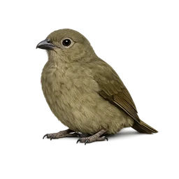 Vogelkop Bowerbird