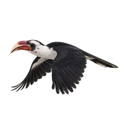 Von der Decken’s Hornbill, in flight