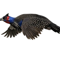 Vulturine Guineafowl, in flight