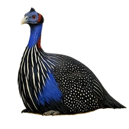 Vulturine Guineafowl