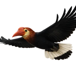 Walden’s Hornbill, in flight