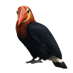Walden’s Hornbill