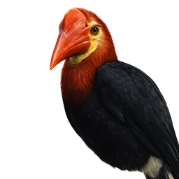 Walden’s Hornbill, profile