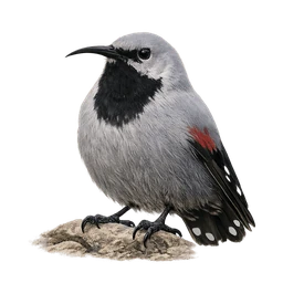 Wallcreeper