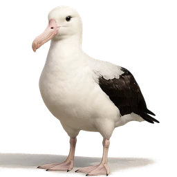Wandering Albatross