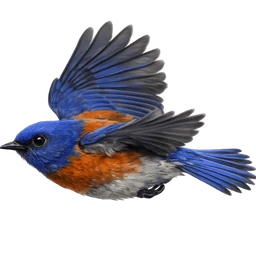 Western Bluebird, in flight