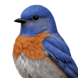 Western Bluebird, profile
