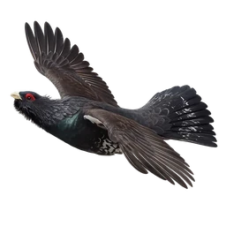 Western Capercaillie, in flight