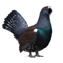 Western Capercaillie