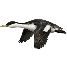Western Grebe, in flight