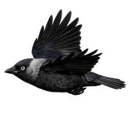 Western Jackdaw, in flight