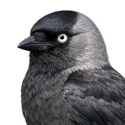 Western Jackdaw, profile