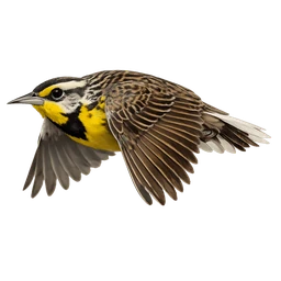 Western Meadowlark, in flight