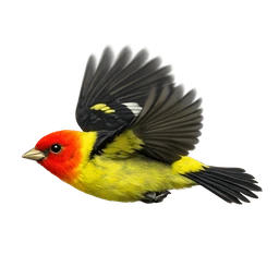 Western Tanager, in flight