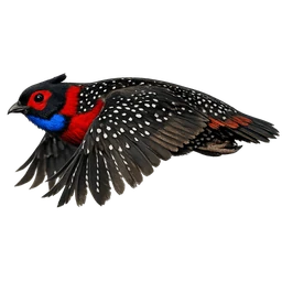 Western Tragopan, in flight