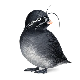 Whiskered Auklet
