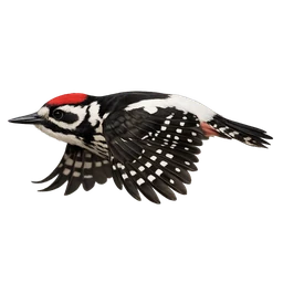 White-backed Woodpecker, in flight