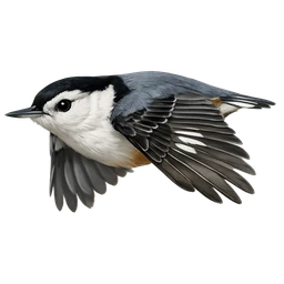 White-breasted Nuthatch, in flight
