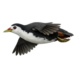 White-breasted Waterhen, in flight