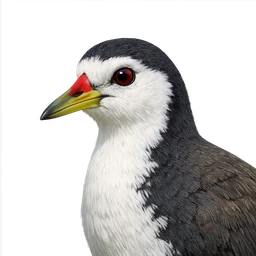 White-breasted Waterhen, profile