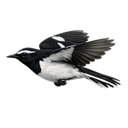 White-browed Wagtail, in flight