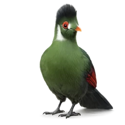 White-cheeked Turaco