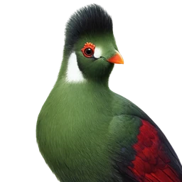 White-cheeked Turaco, profile