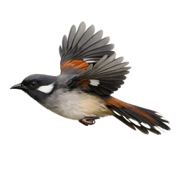 White-eared Sibia, in flight