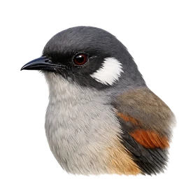 White-eared Sibia, profile