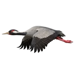White-naped Crane, in flight