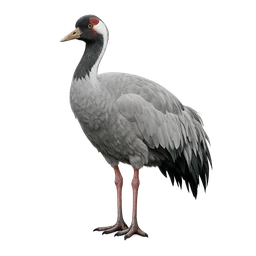 White-naped Crane