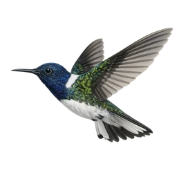 White-necked Jacobin, in flight