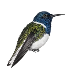White-necked Jacobin