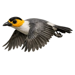 White-necked Rockfowl, in flight