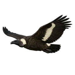 White-rumped Vulture, in flight