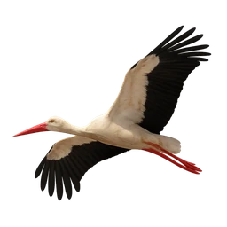 White Stork, in flight