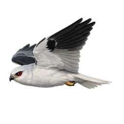 White-tailed Kite, in flight