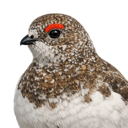 White-tailed Ptarmigan, profile