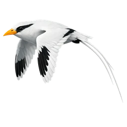 White-tailed Tropicbird, in flight