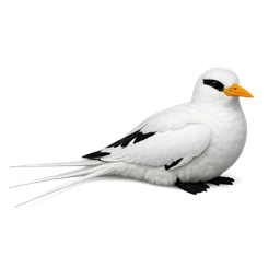 White-tailed Tropicbird