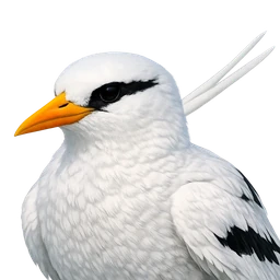 White-tailed Tropicbird, profile